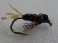 E-n-T nymph