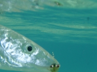 Bonefish