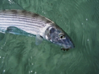 Bonefish