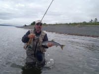 pink salmon