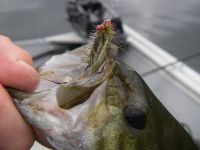 Shawnigan Lake bass