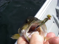 Shawnigan Lake bass