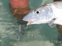 Bonefish