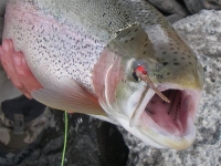 Patagonia rainbow trout 