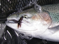 Patagonia rainbow trout