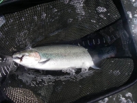 Patagonia rainbow trout 