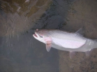 Patagonia rainbow trout