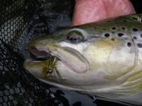 Cowichan River brown trout