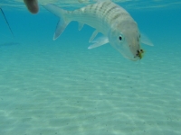 Bonefish